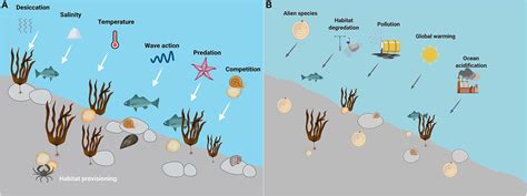 Intertidal Zone Biome