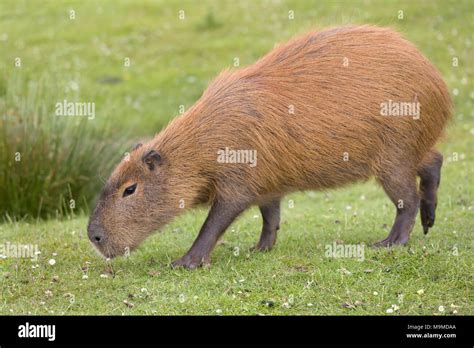 South american rodent hi-res stock photography and images - Alamy