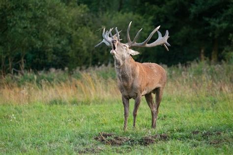 Premium Photo | Red deer on the green background during the deer rut in ...