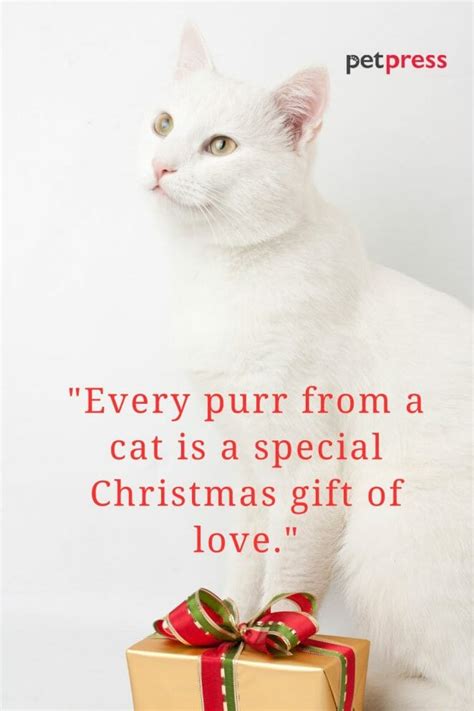 Top 50 Cat Christmas Quotes to Sparkle Your Holiday Spirits