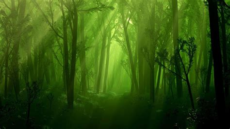 Dark Green Forest Wallpapers - Top Free Dark Green Forest Backgrounds ...