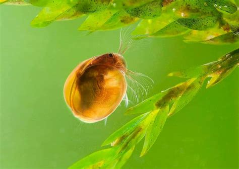 Seed Shrimp Profile: Ostracods in Shrimp and Fish Tank - Shrimp and ...