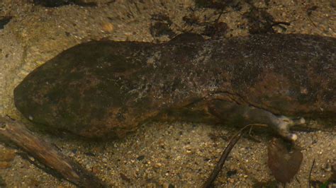 Size & Eating Habits Japan's Giant Salamanders | Britannica