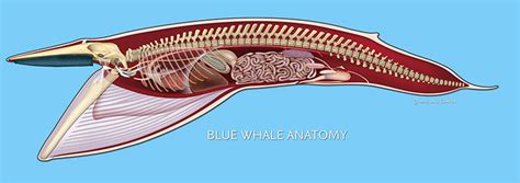 Anatomy Of A Whale - Anatomical Charts & Posters