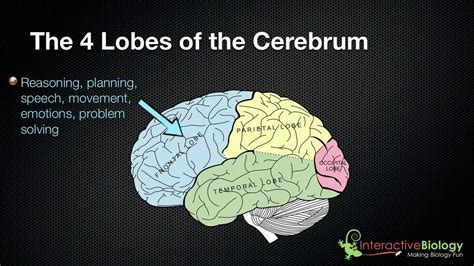 Brain Lobes – Telegraph