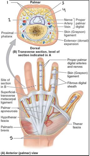 Palmar Hand Flashcards | Quizlet