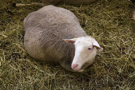 How To Tell If A Sheep Is Pregnant? Full Guide - SheepCaretaker