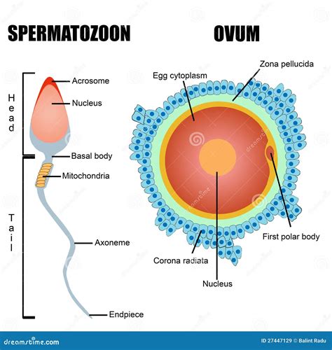 Structure Of Human Gametes : Egg And Sperm Royalty-Free Illustration ...