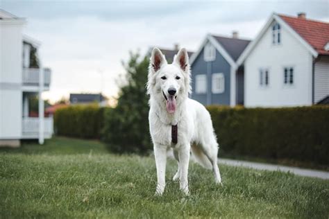 The Swiss Shepherd - Your Ultimate Breed Information Guide | Your Dog ...