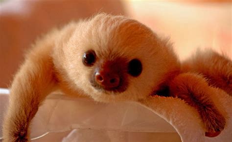 Baby Sloths During Bath Time | Anfinson.ca