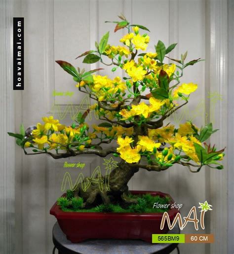 Mai bonsai 60cm 565BM9