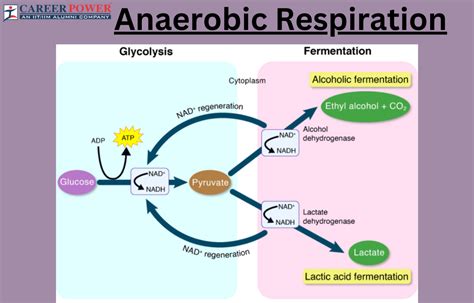 Aerobic And Anaerobic Respiration Diagram