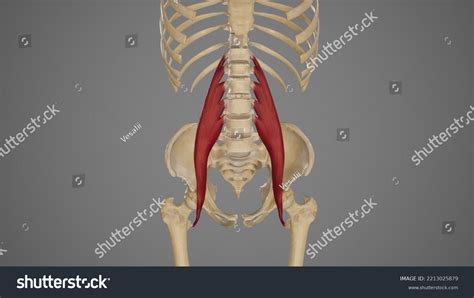 Medical Illustration Psoas Major Muscle3d Rendering Stock Illustration ...