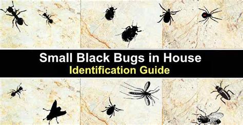 What Causes Tiny Black Bugs In House - Infoupdate.org