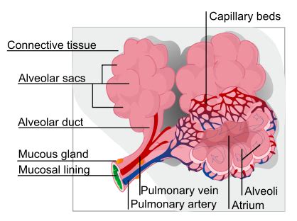 Pulmonary alveolus - wikidoc