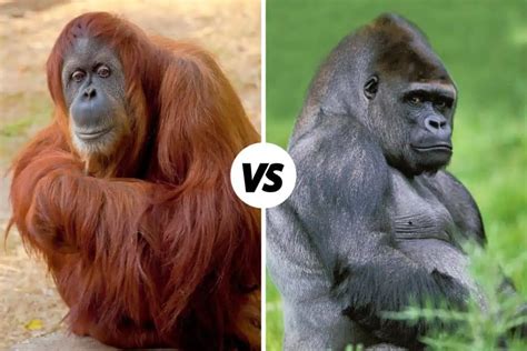 Orangutan vs Gorilla: What’s The Difference?