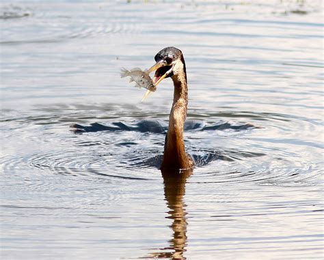 A Little Spear Fishing | Phil Lanoue Photography