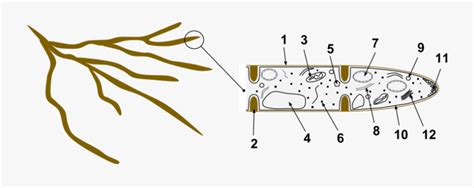 Hyphae - Structure Of Fungal Hyphae , Free Transparent Clipart - ClipartKey