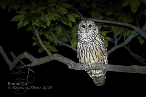 Barred Owl | Owl photography, Owl, Owl pet