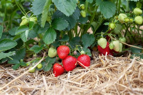 Are Organic Strawberry Plants Better?