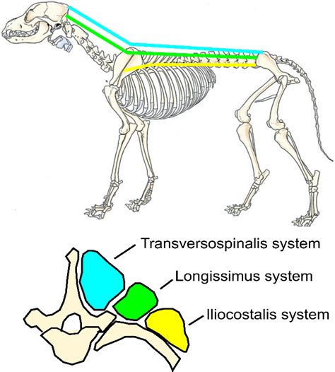 Figure 1 from Evaluation of epaxial muscle structure in dogs with ...