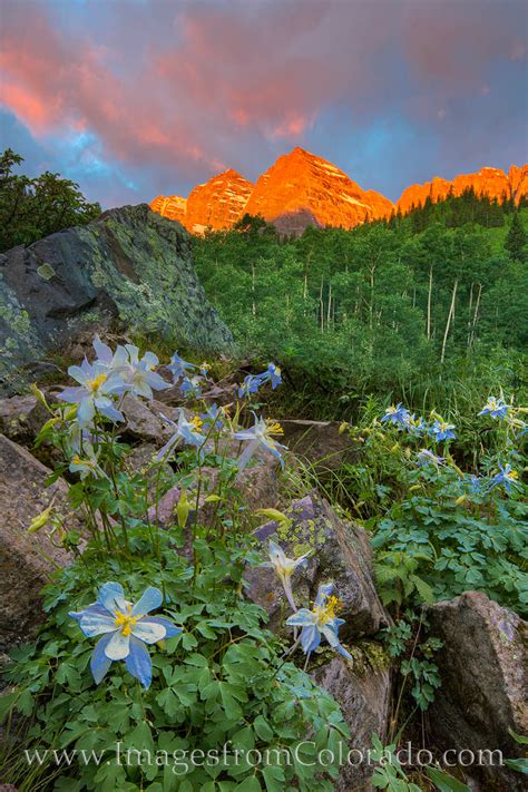 Maroon Bells Columbine at Sunrise 1 | Maroon Bells | Images from Colorado