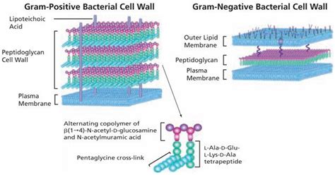 Peptidoglycan - Alchetron, The Free Social Encyclopedia