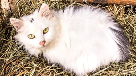 Straw for Cat Shelters: Ultimate Guide | Blue Mountain Hay