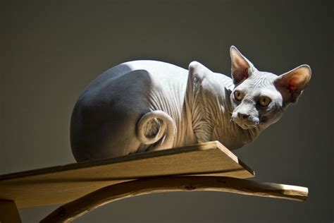 Sphynx Cats: What You Should Know Before You Buy One | PetHelpful