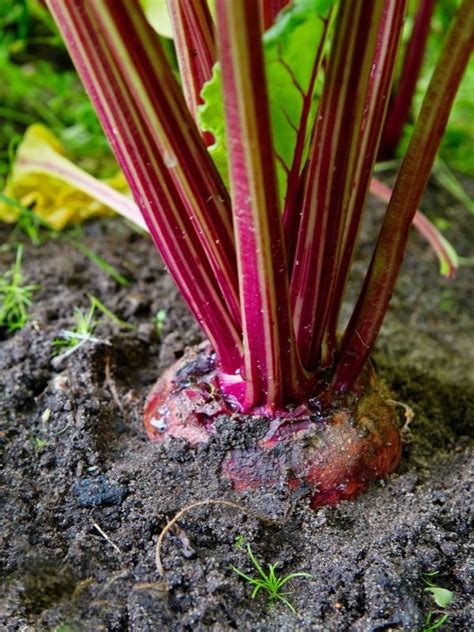 Discover how to plant and grow beets, including tips for germinating ...