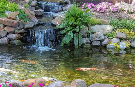 Does a Waterfall Oxygenate a Koi Pond?