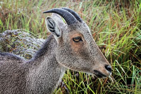 Nilgiri Tahr Photograph by Paul Williams - Pixels