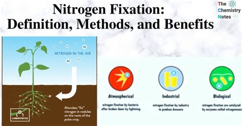 Nitrogen Fixation: Definition, Methods, and Benefits