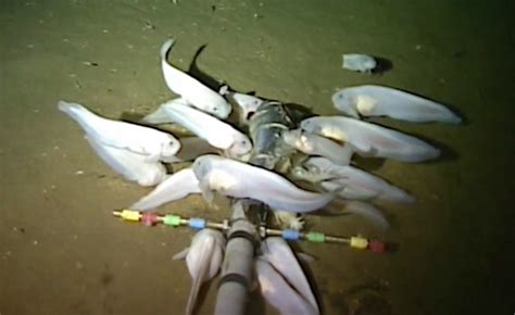 New Fish Species Discovered at the Bottom of the Mariana Trench ...