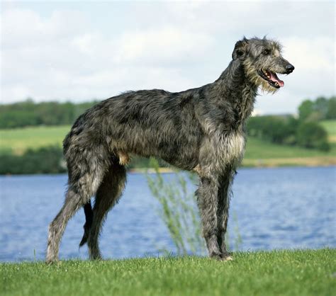 Scottish deerhound | Giant Sighthound, Greyhound-like, Majestic ...