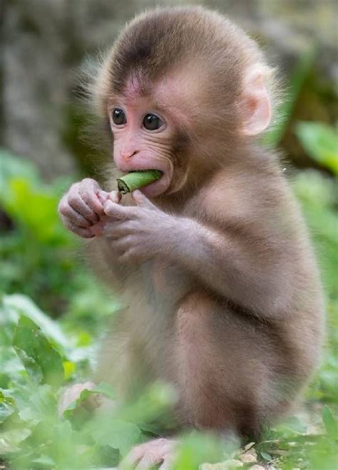 Cute Baby Pet Monkeys - Super Cute Baby Rhesus Monkey