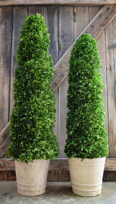 Preserved Boxwood Spiral Topiary - 43" | Mills Floral Company