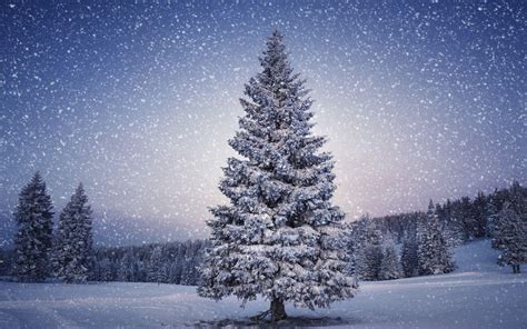 Snowy Christmas Tree Wallpapers - Top Free Snowy Christmas Tree ...