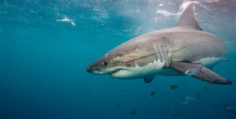 How many shark species are endangered? | GVI | GVI