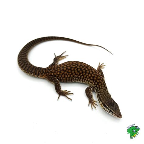 Yellow Ackie Monitor - cb baby - Strictly Reptiles