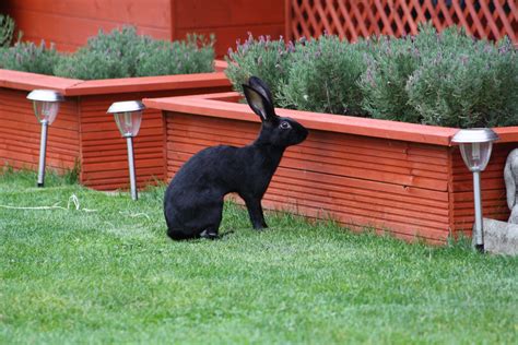 Photo Gallery – Redbeck Rabbit Boarding – Images