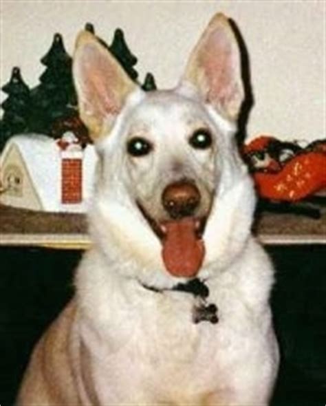 American White Shepherd Dog Breed Pictures, 1