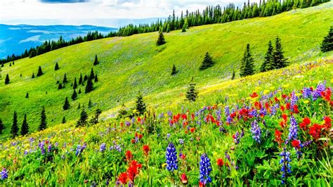 Alpine Meadows Filled with an Abundance of Wildflowers in Sun Peaks in ...