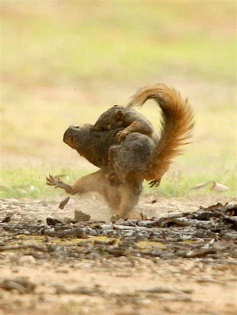 Fighting Squirrels | The Spokesman-Review