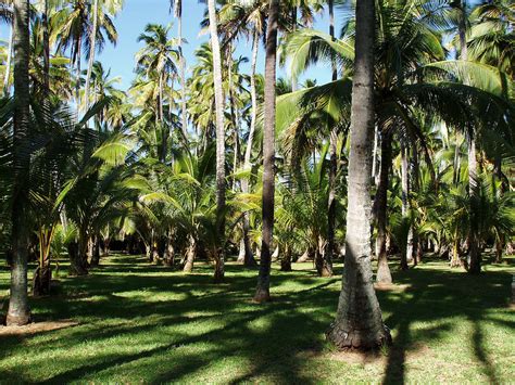 Coco Palms Hotel Kauai Photos - Delan Nelson Photography