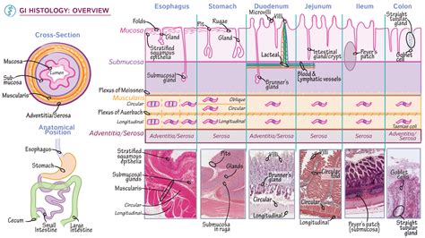 Gastrointestinal System: Overview of GI Histology | ditki medical ...