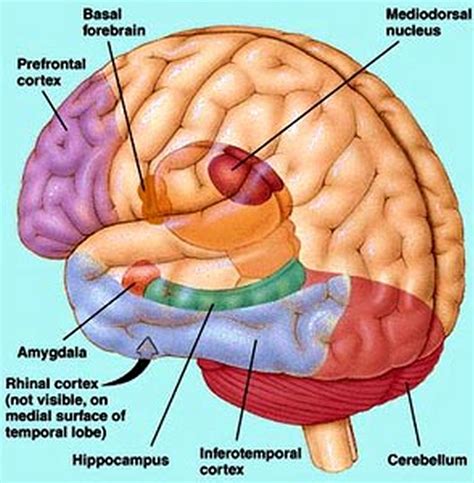 Brain rewires itself after damage or injury, life scientists discover ...