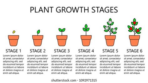 Stages Of Plant Growth Diagram