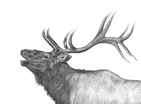 How To Draw A Elk