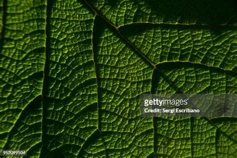 857 Fibonacci Sequence Nature Stock Photos, High-Res Pictures, and ...